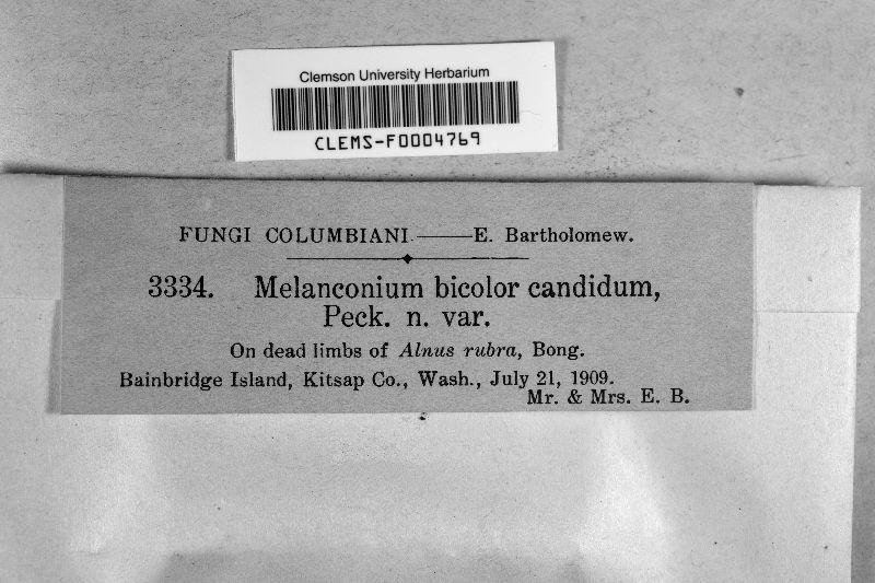 Melanconium bicolor var. candidum image