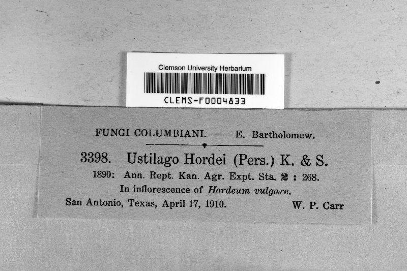 Ustilago hordei image