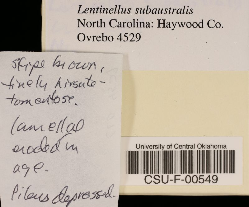 Lentinellus subaustralis image