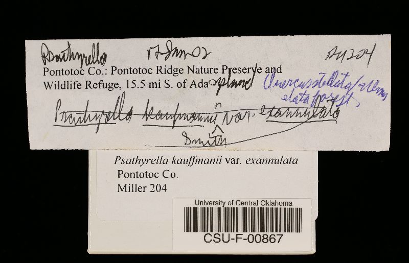 Psathyrella kauffmanii image