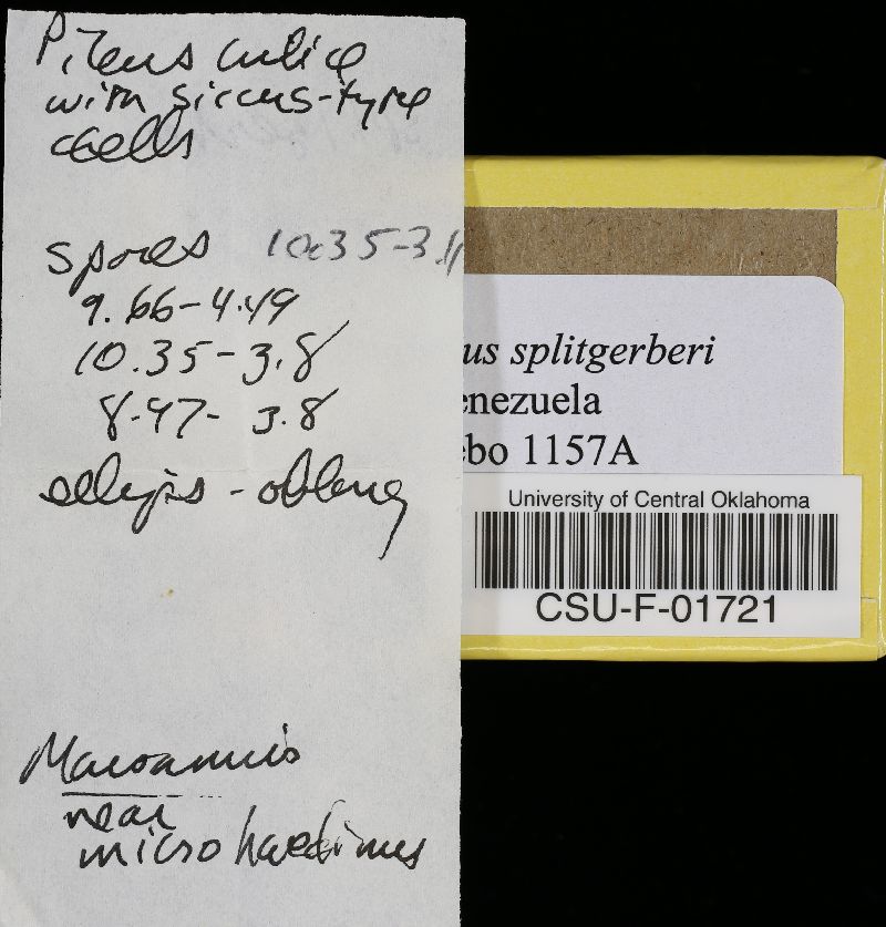 Marasmius splitgerberi image