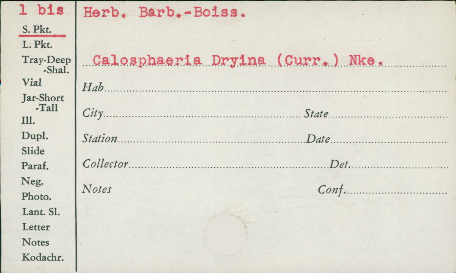 Calosphaeria dryina image