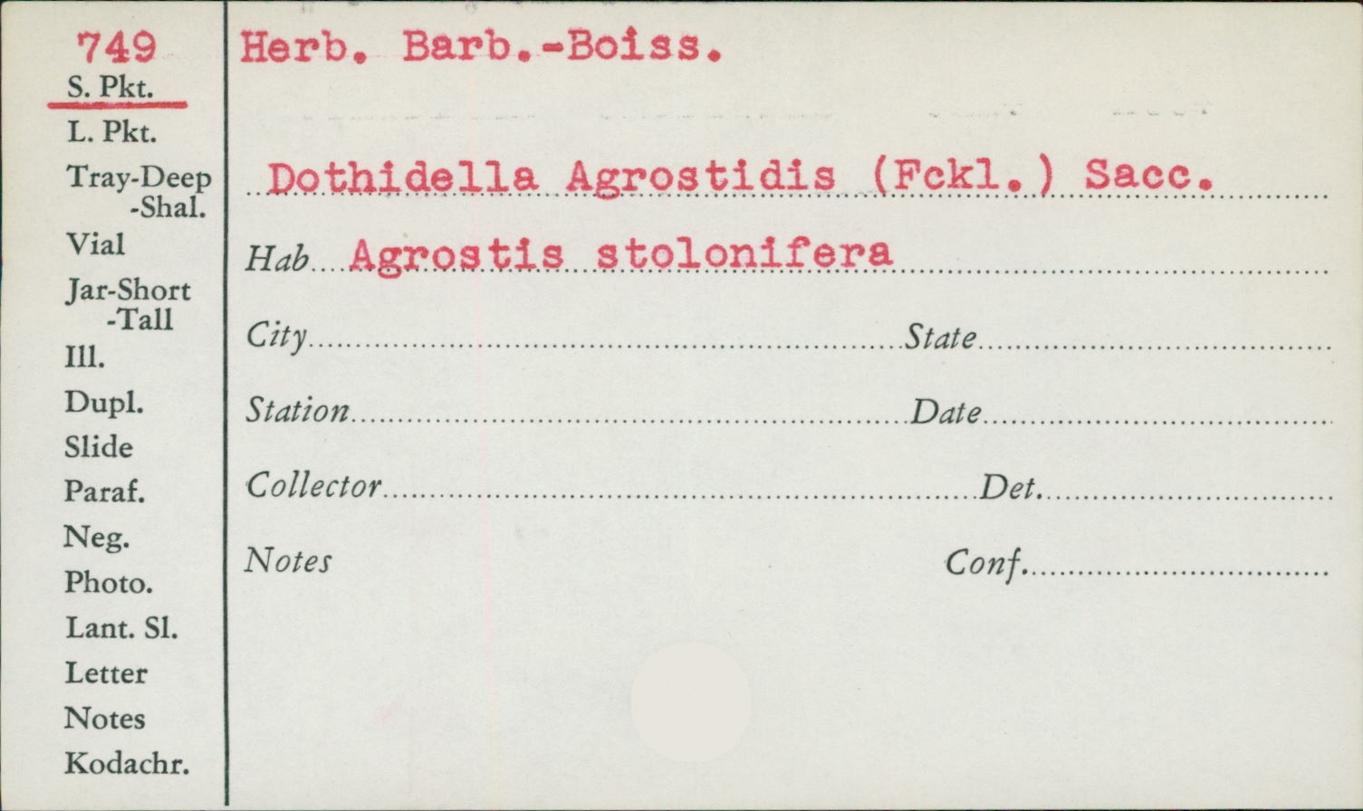 Scirrhia agrostidis image