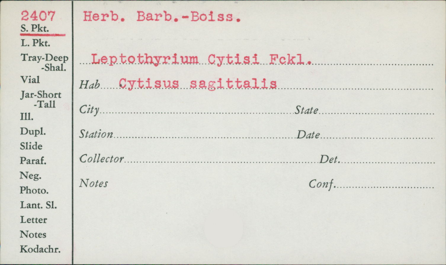 Leptothyrium cytisi image