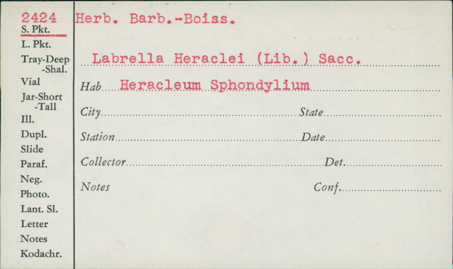 Anaphysmene heraclei image