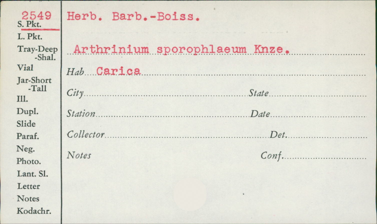 Arthrinium sporophlaeum image