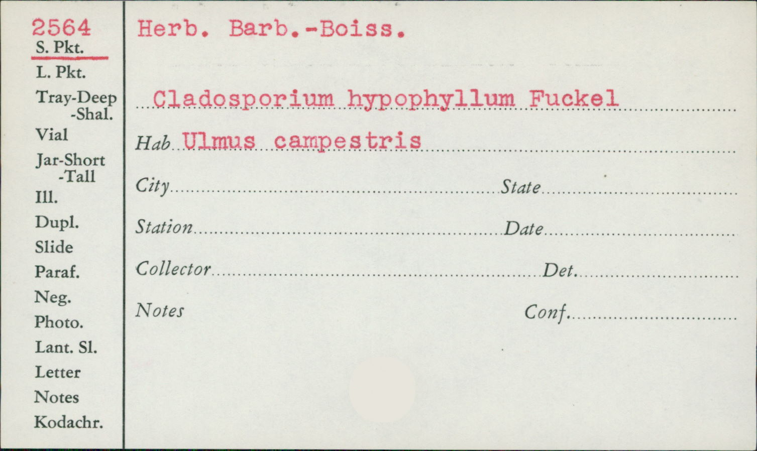 Cladosporium hypophyllum image