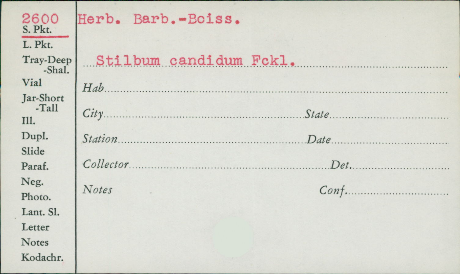 Stilbum candidum image