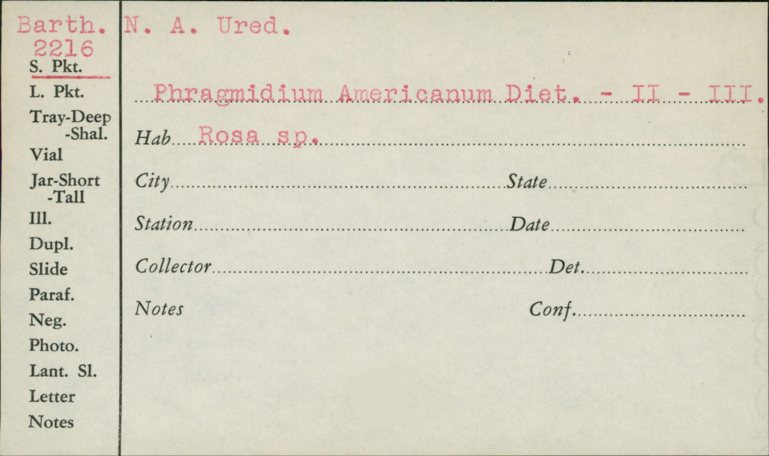 Phragmidium americanum image