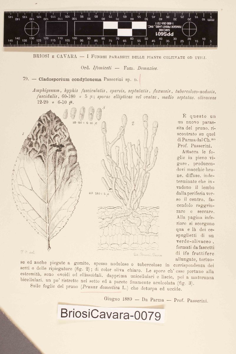 Cladosporium condylonema image
