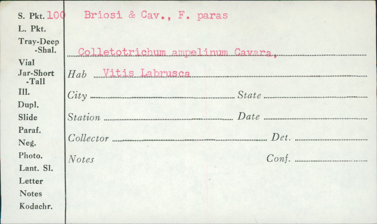 Colletotrichum ampelinum image