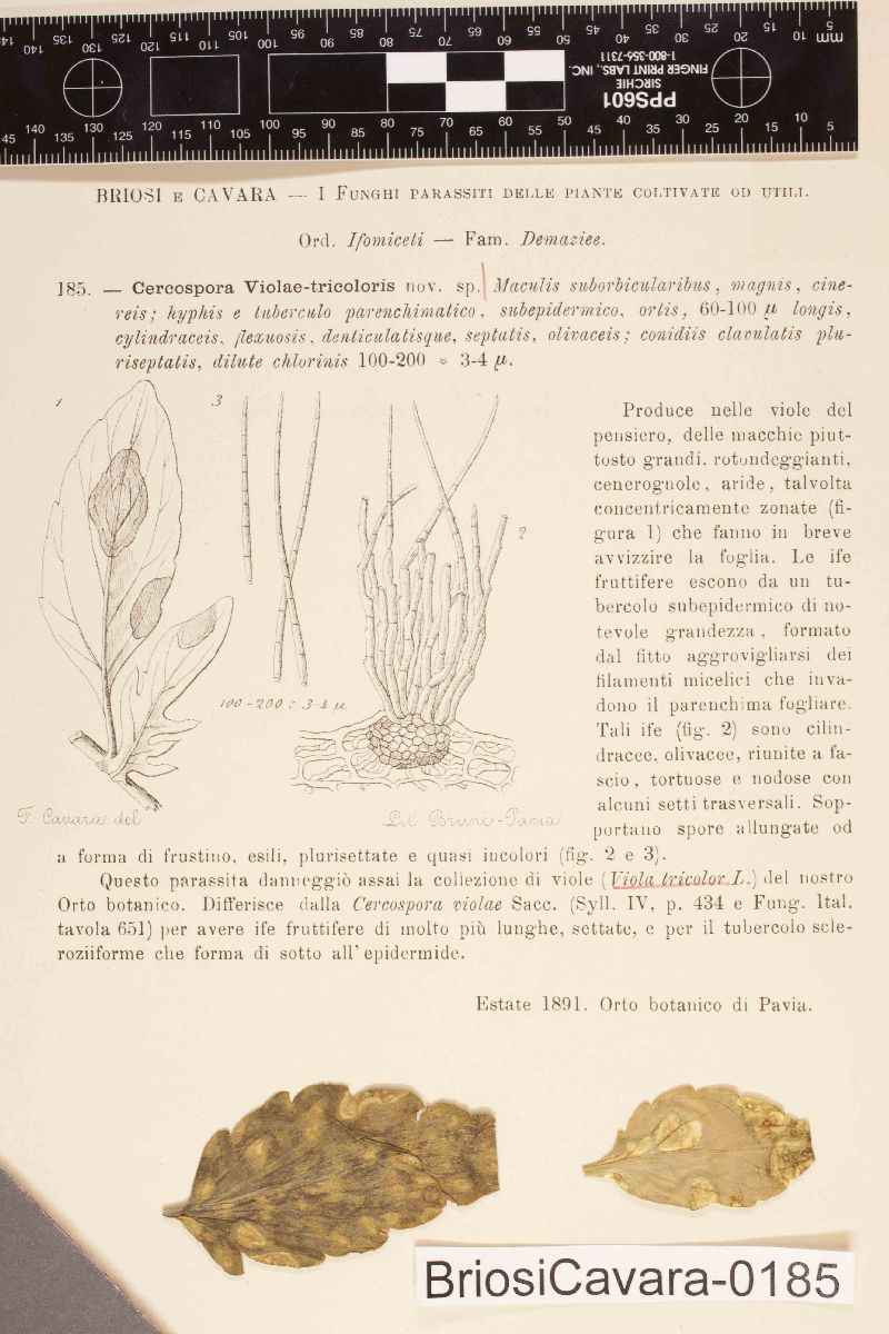 Cercospora violae-tricoloris image