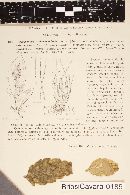 Cercospora violae-tricoloris image