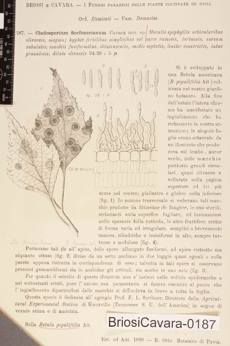Fusicladium scribnerianum image