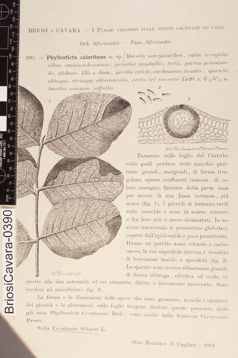 Phyllosticta calaritana image