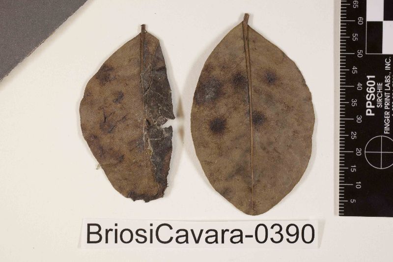 Phyllosticta calaritana image