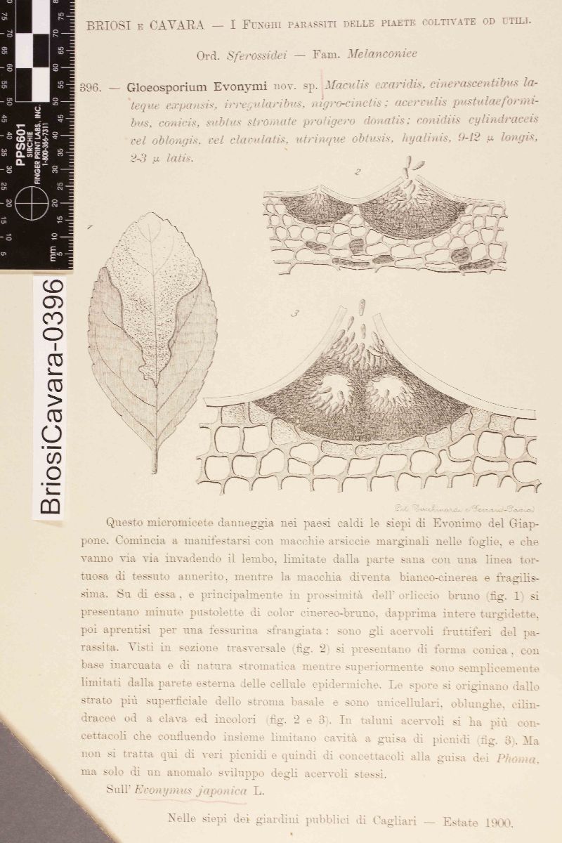 Gloeosporium euonymi image