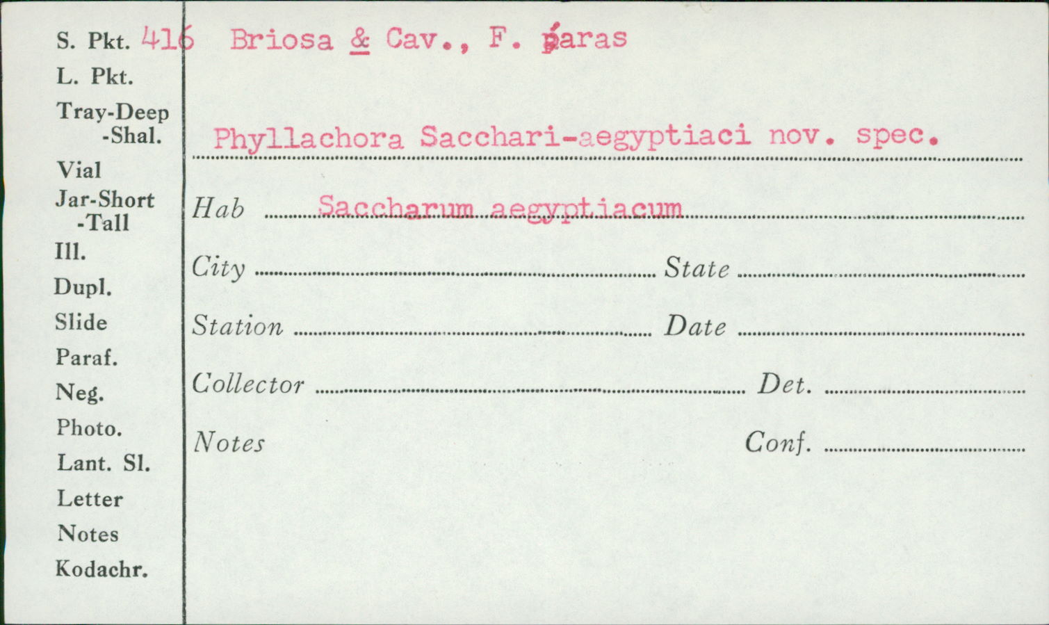 Phyllachora sacchari-aegyptiacae image