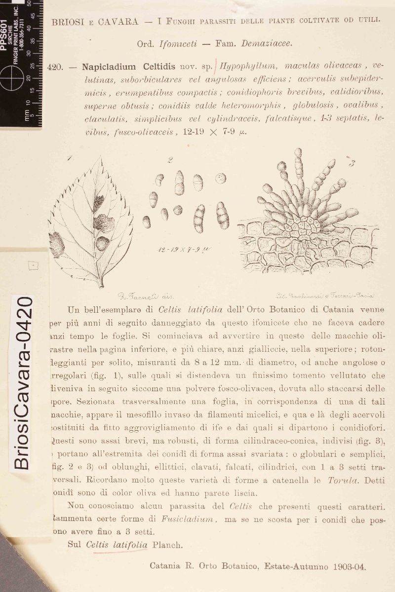 Napicladium celtidis image