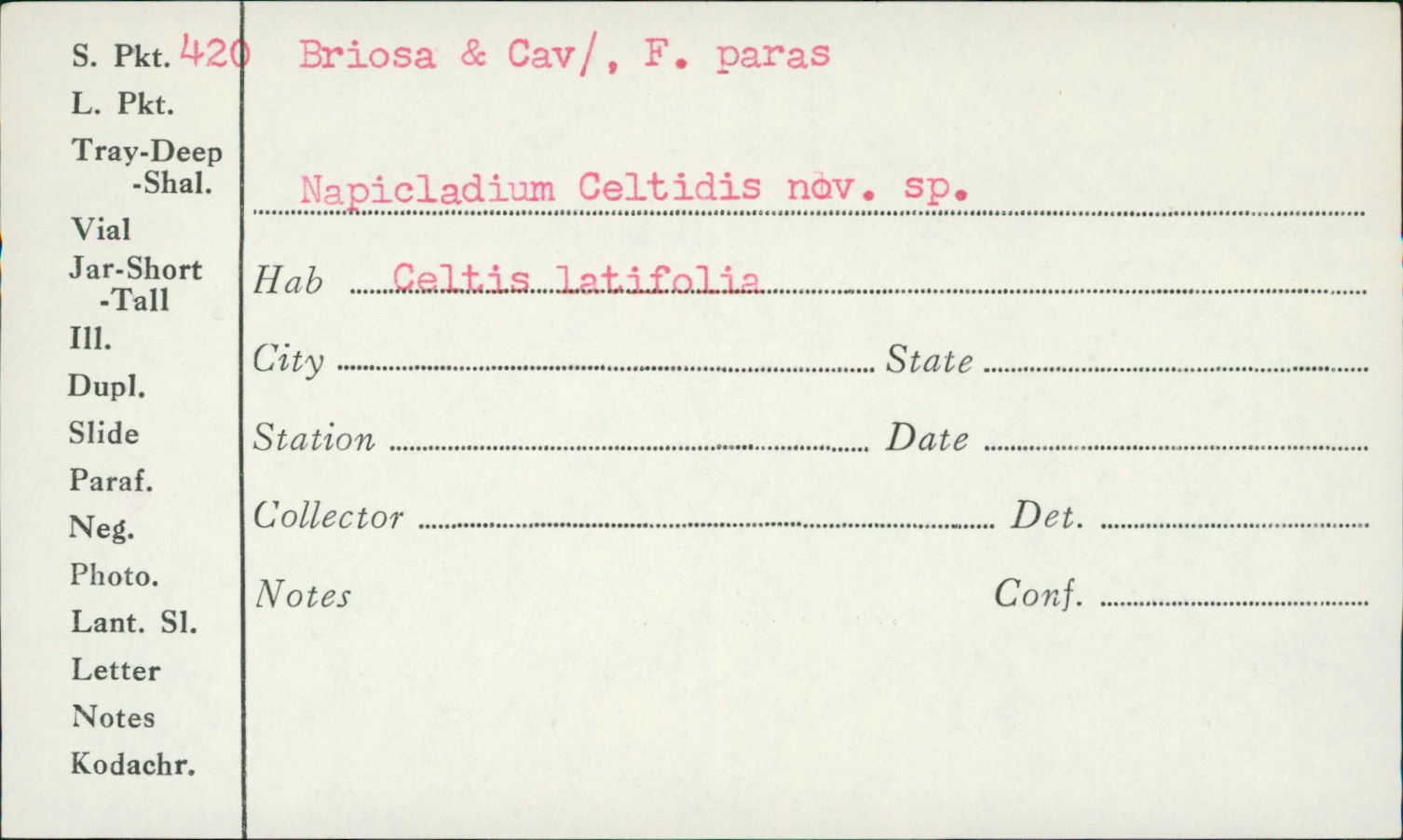 Napicladium celtidis image