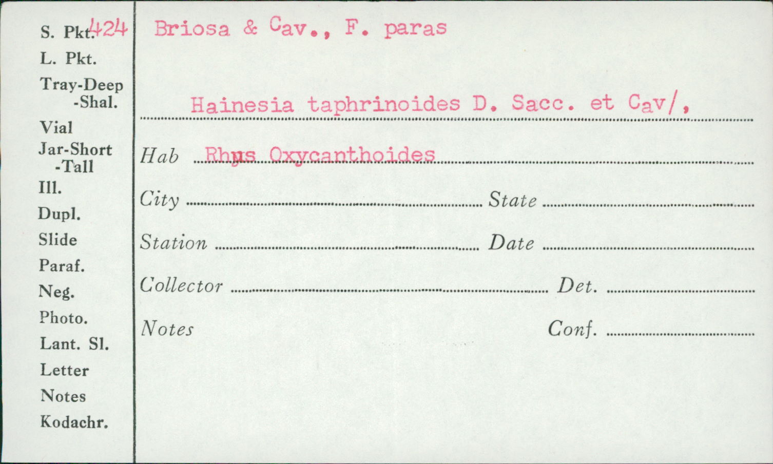 Hainesia image