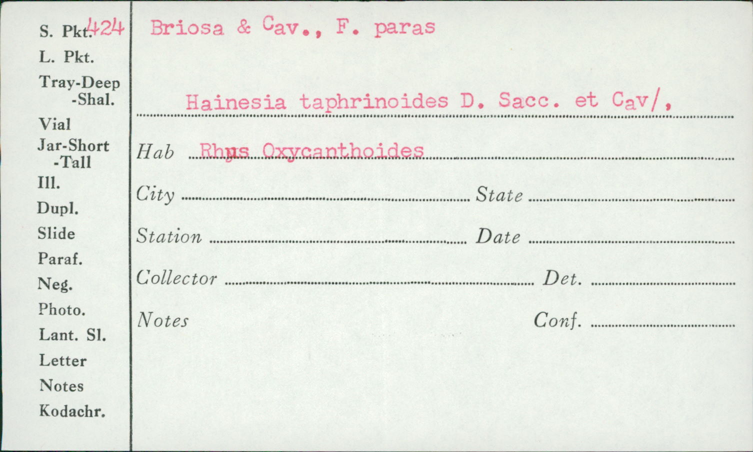 Hainesia taphrinoides image