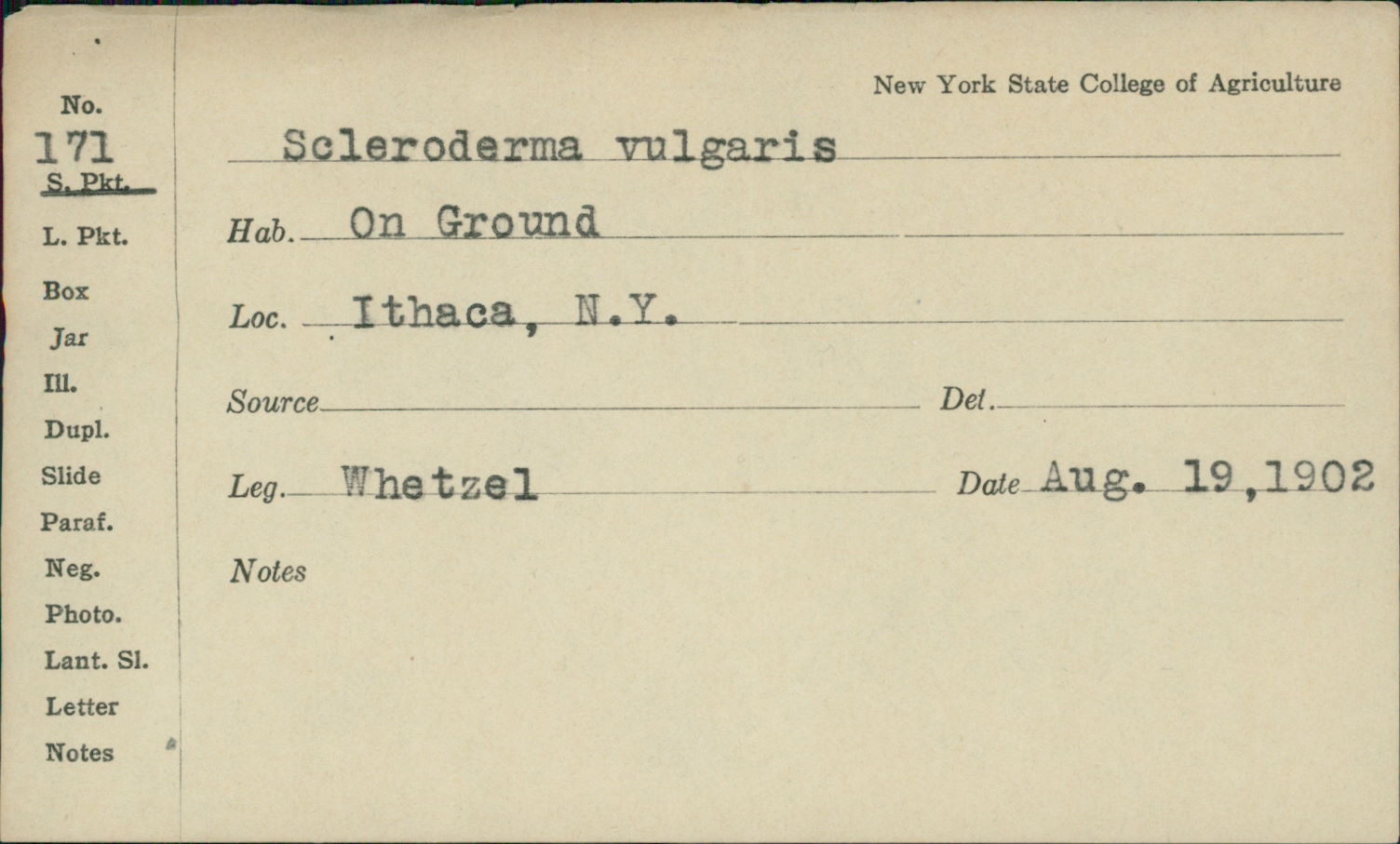 Scleroderma vulgaris image