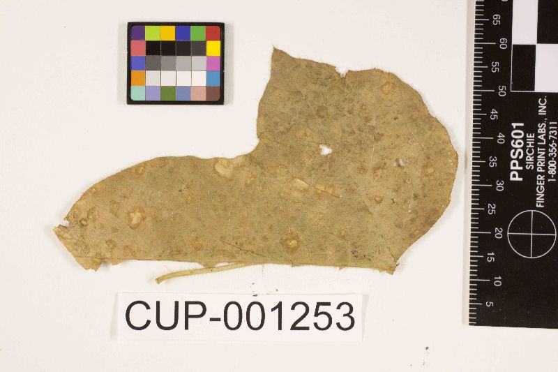 Pseudocercospora stahlii image
