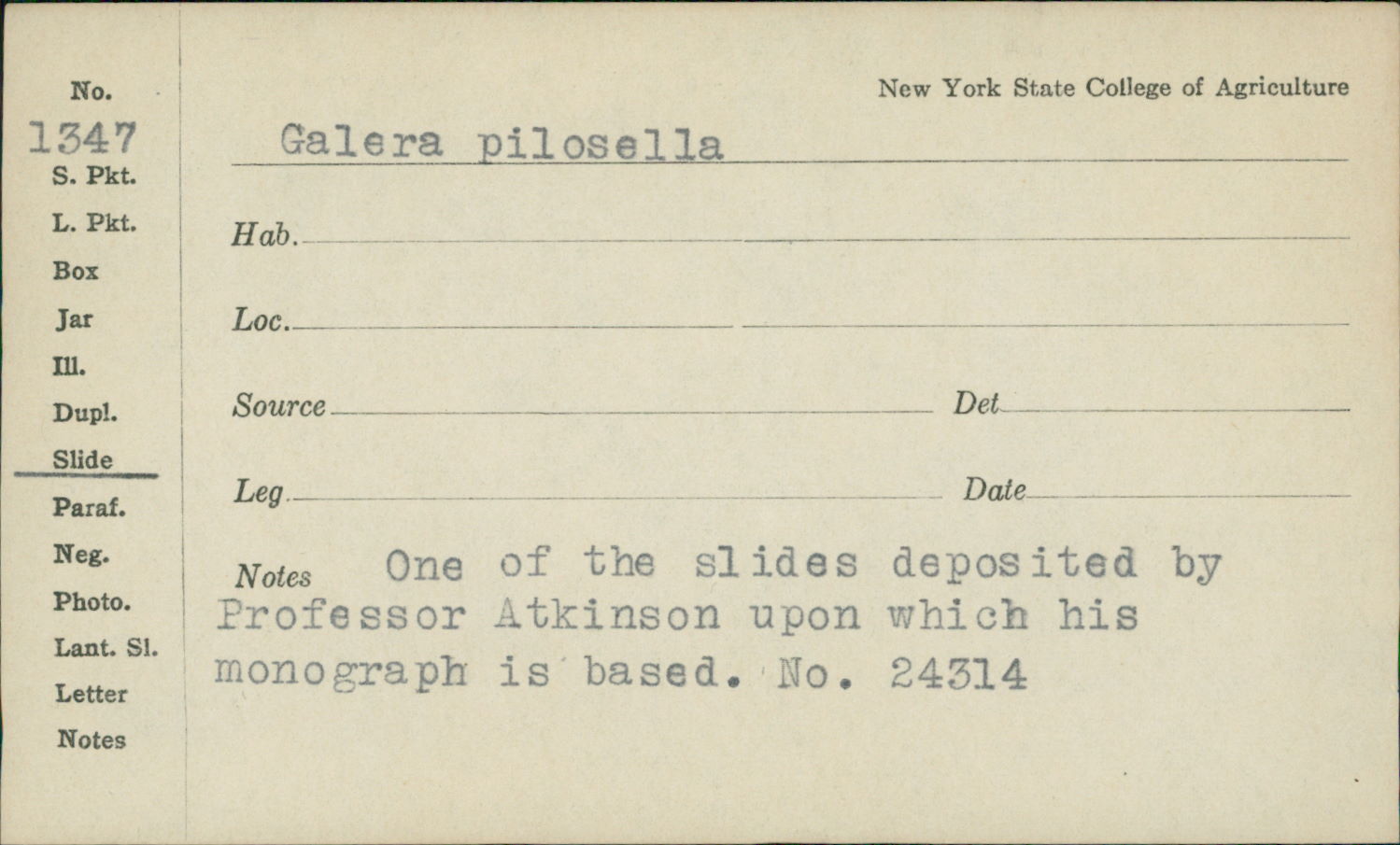 Conocybe pilosella image