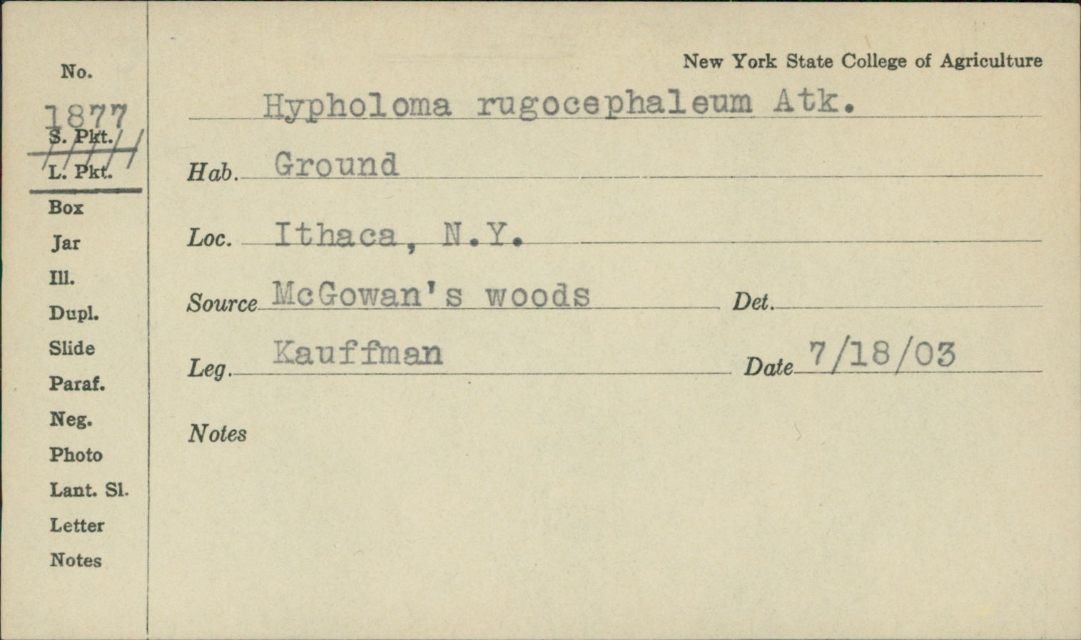 Hypholoma rugocephalum image
