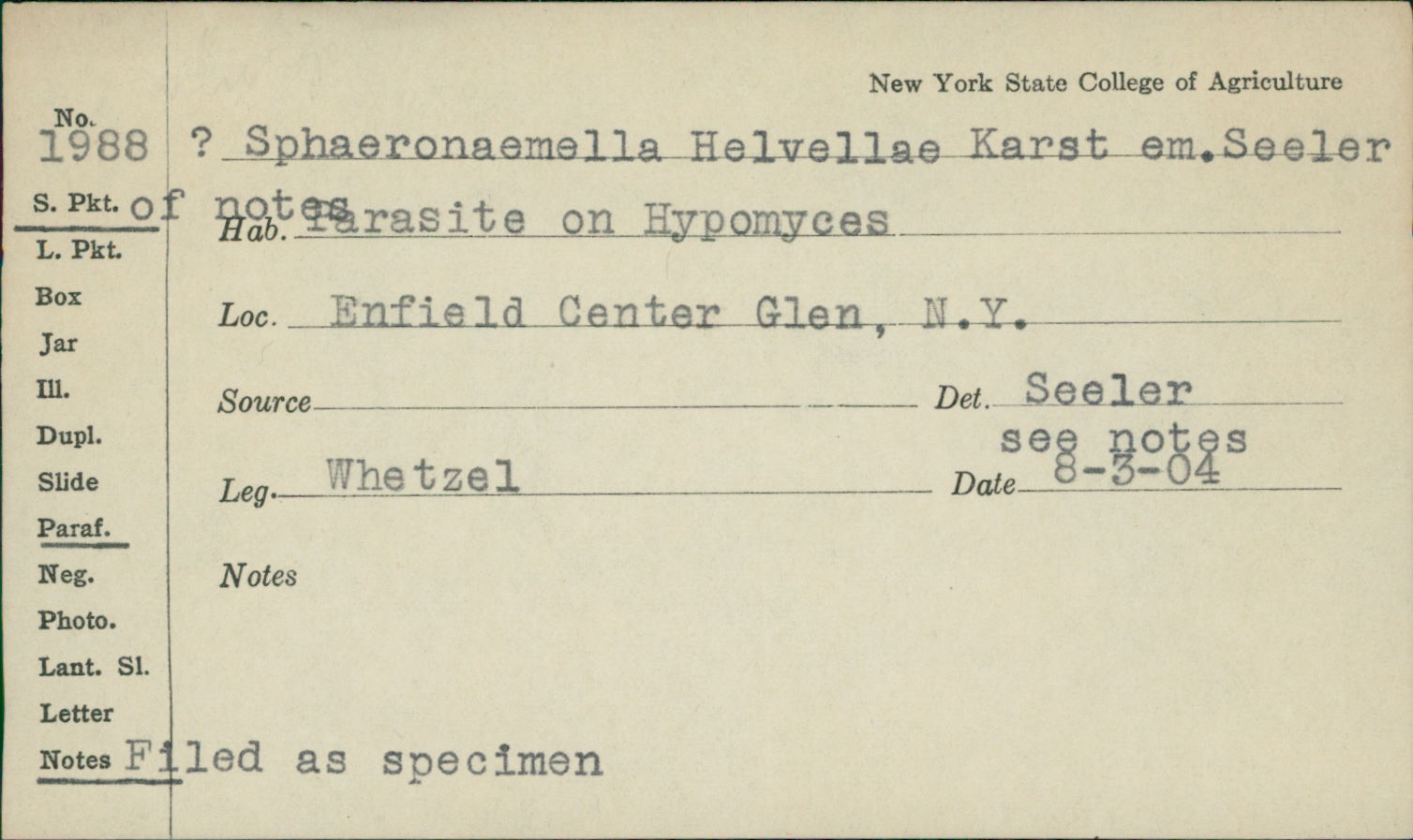 Sphaeronaemella helvellae image