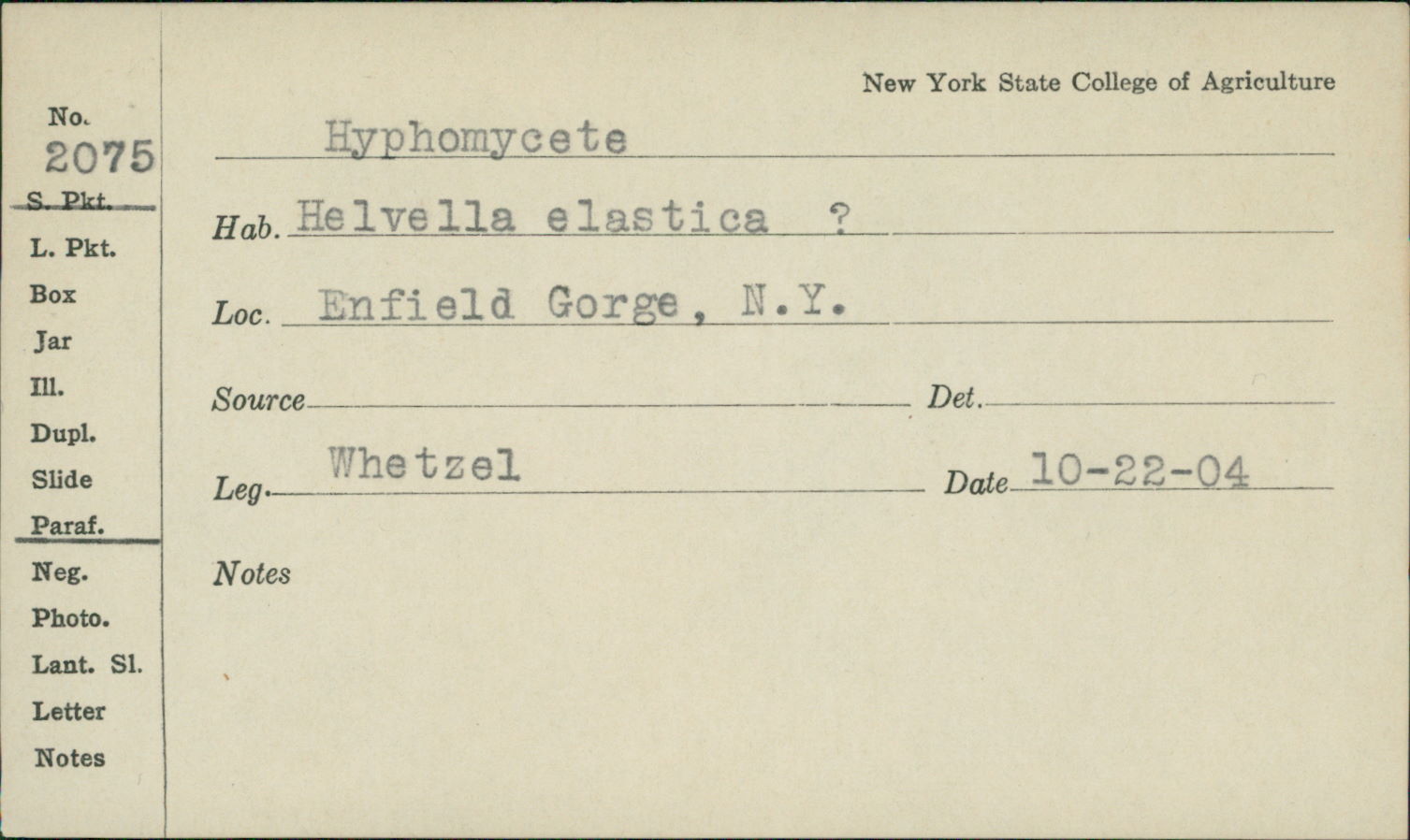 Hyphomyces image