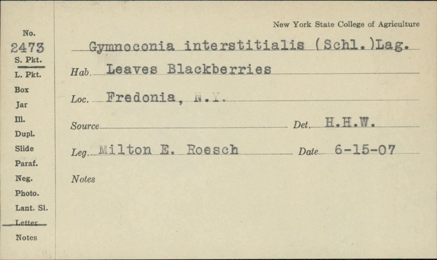 Gymnoconia interstitialis image