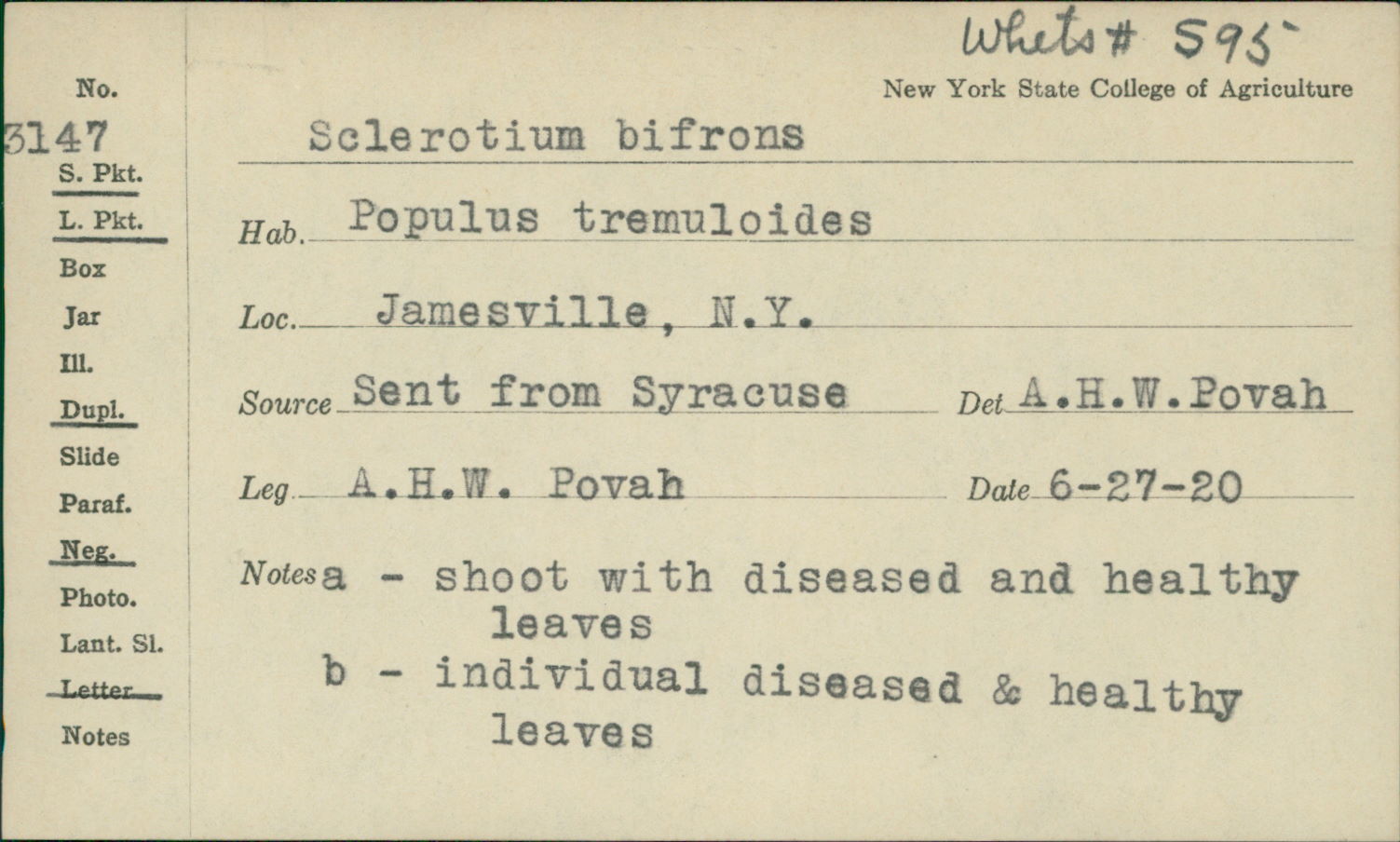 Sclerotium image