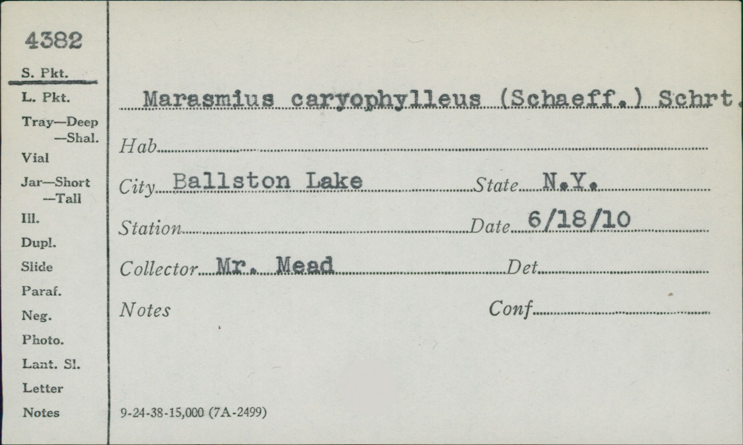 Marasmius caryophylleus image