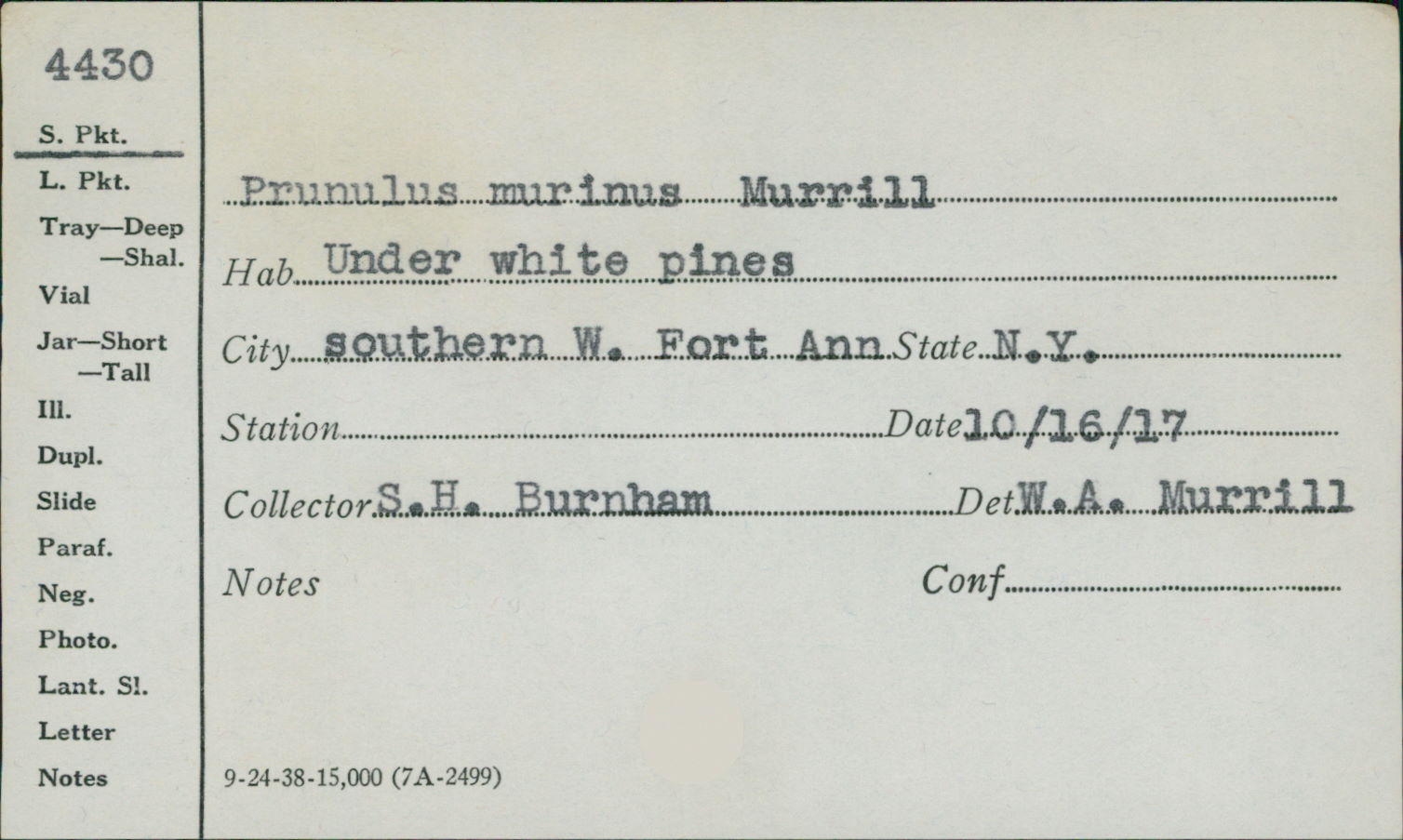 Prunulus murinus image