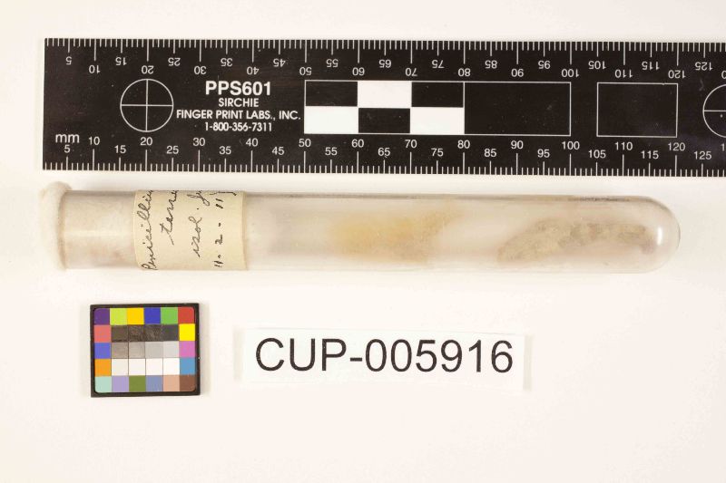 Penicillium terrestre image