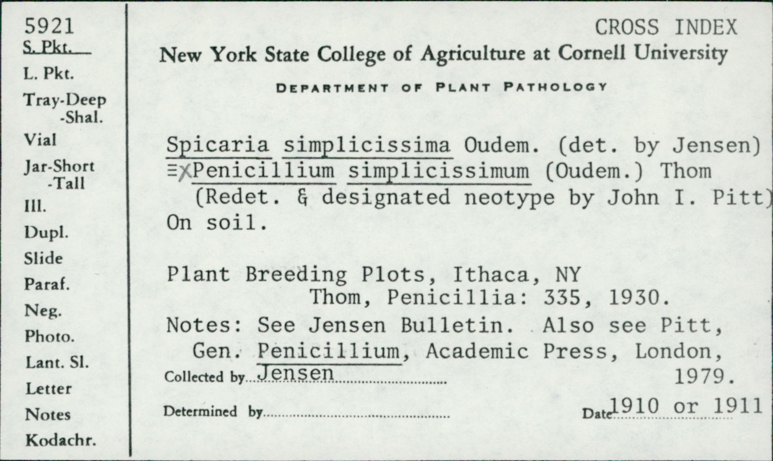 Penicillium simplicissimum image