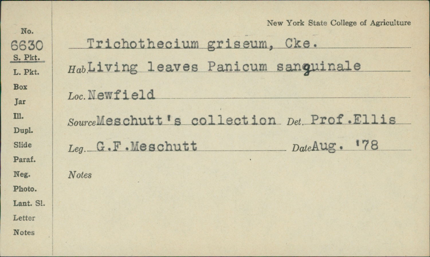 Trichothecium griseum image