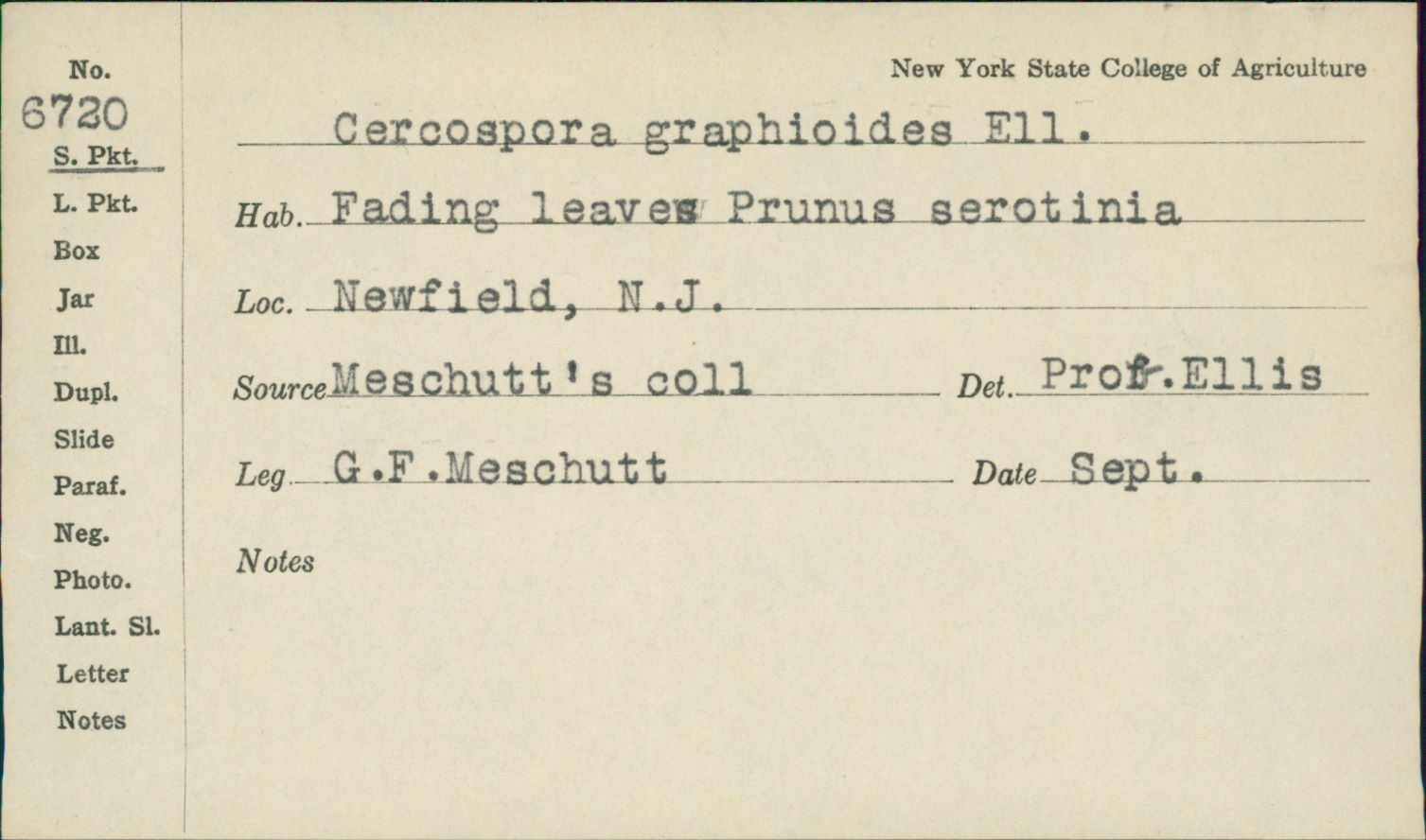Pseudocercospora graphioides image