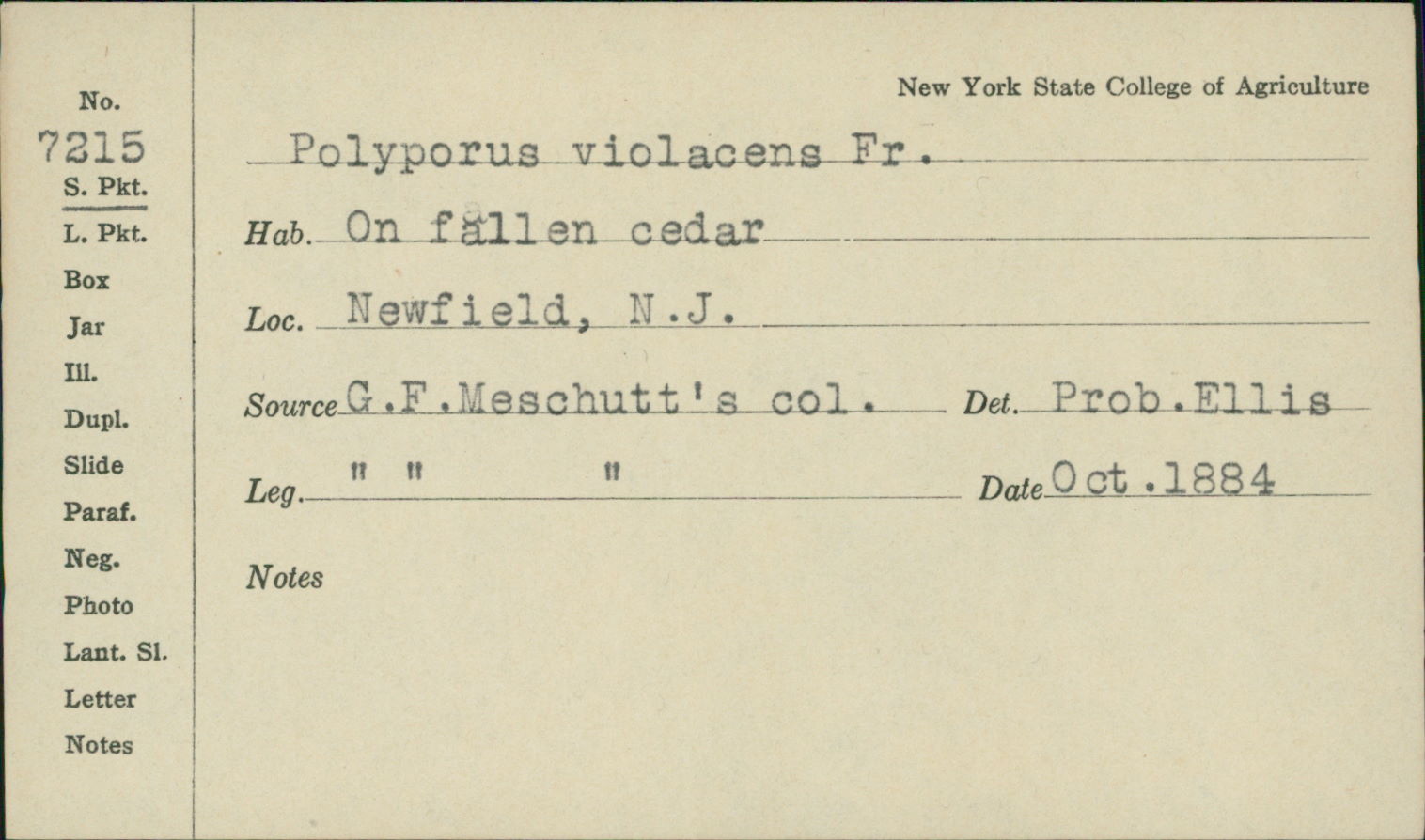 Polyporus violaceus image
