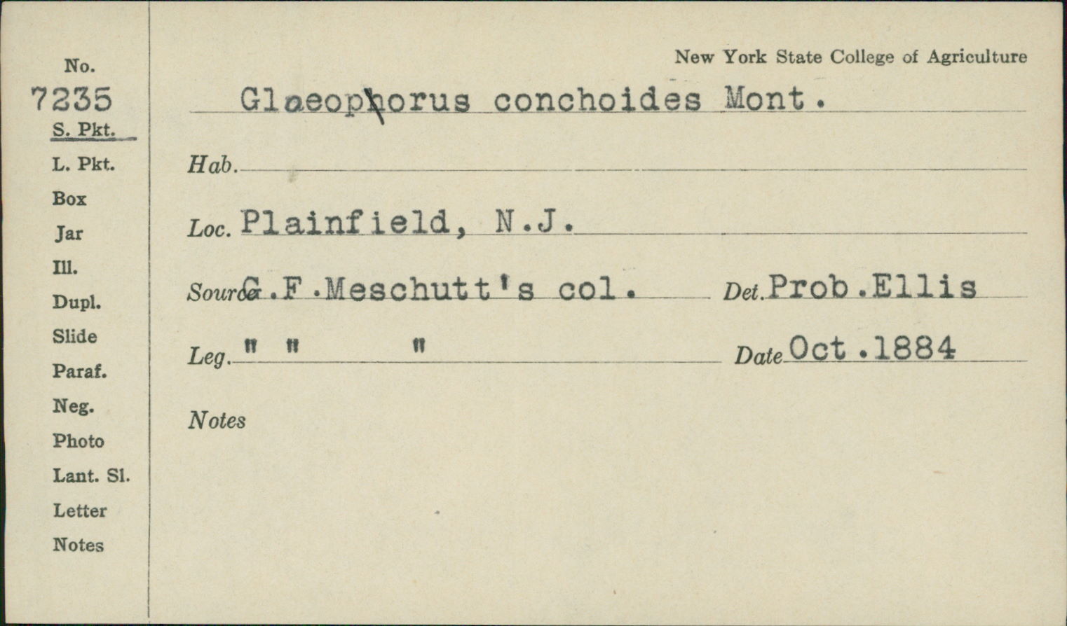 Gloeoporus thelephoroides image