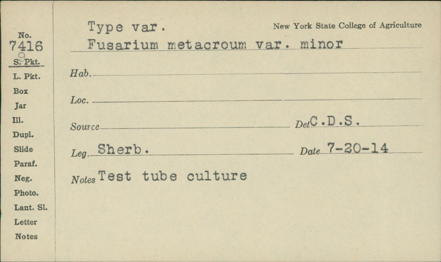 Fusarium metachroum image