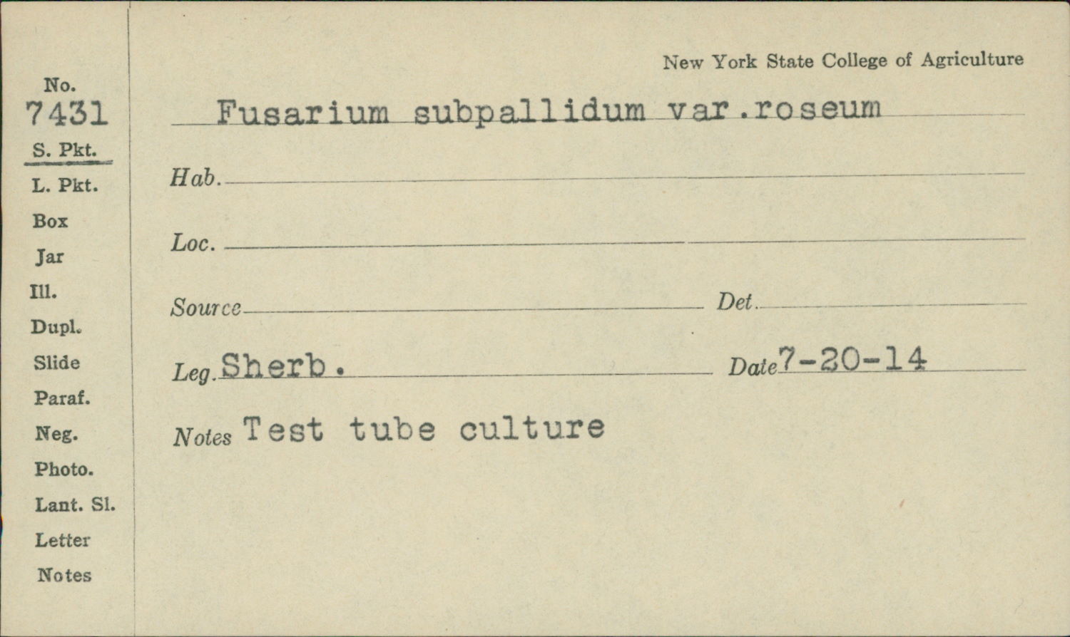 Fusarium subpallidum image