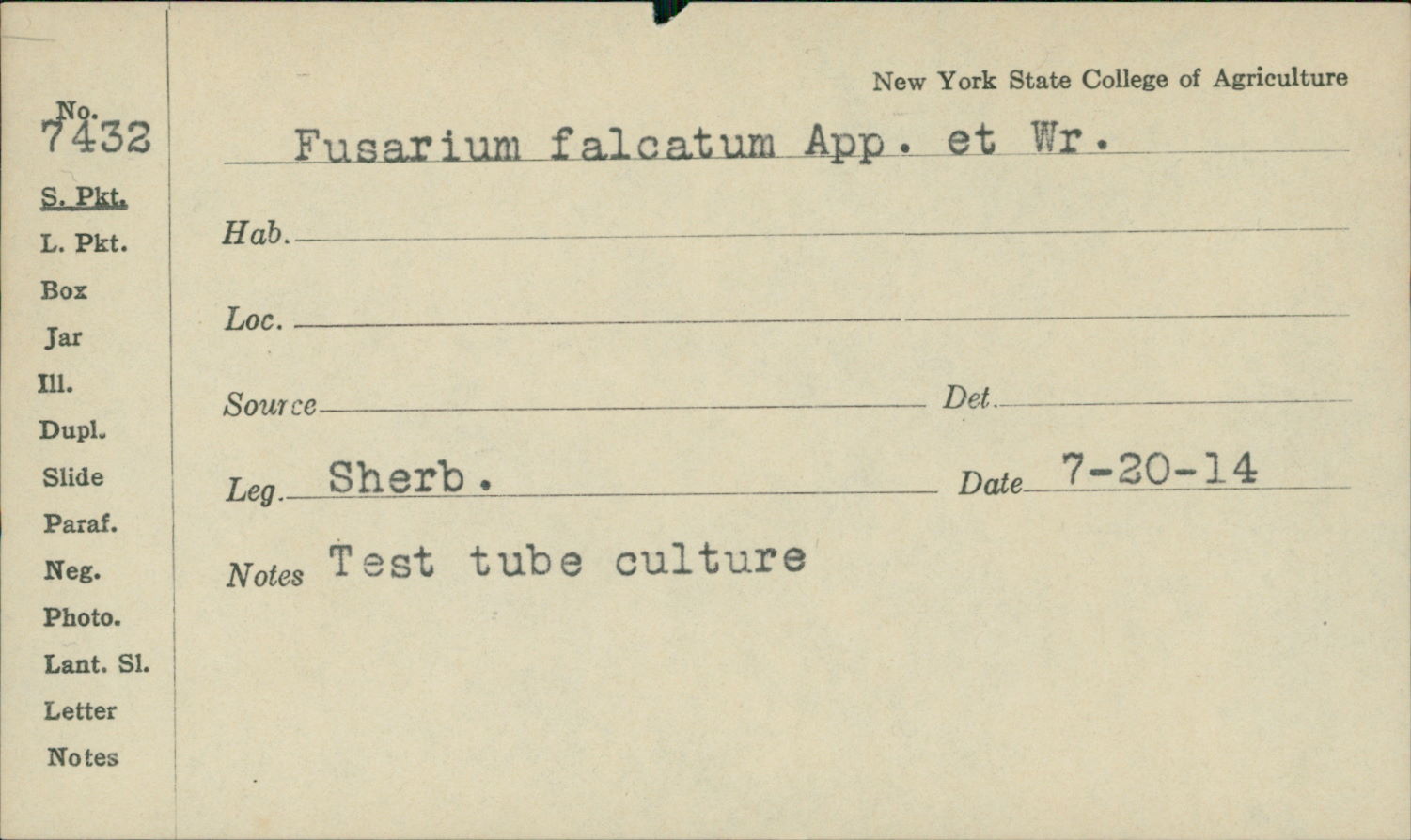 Fusarium falcatum image