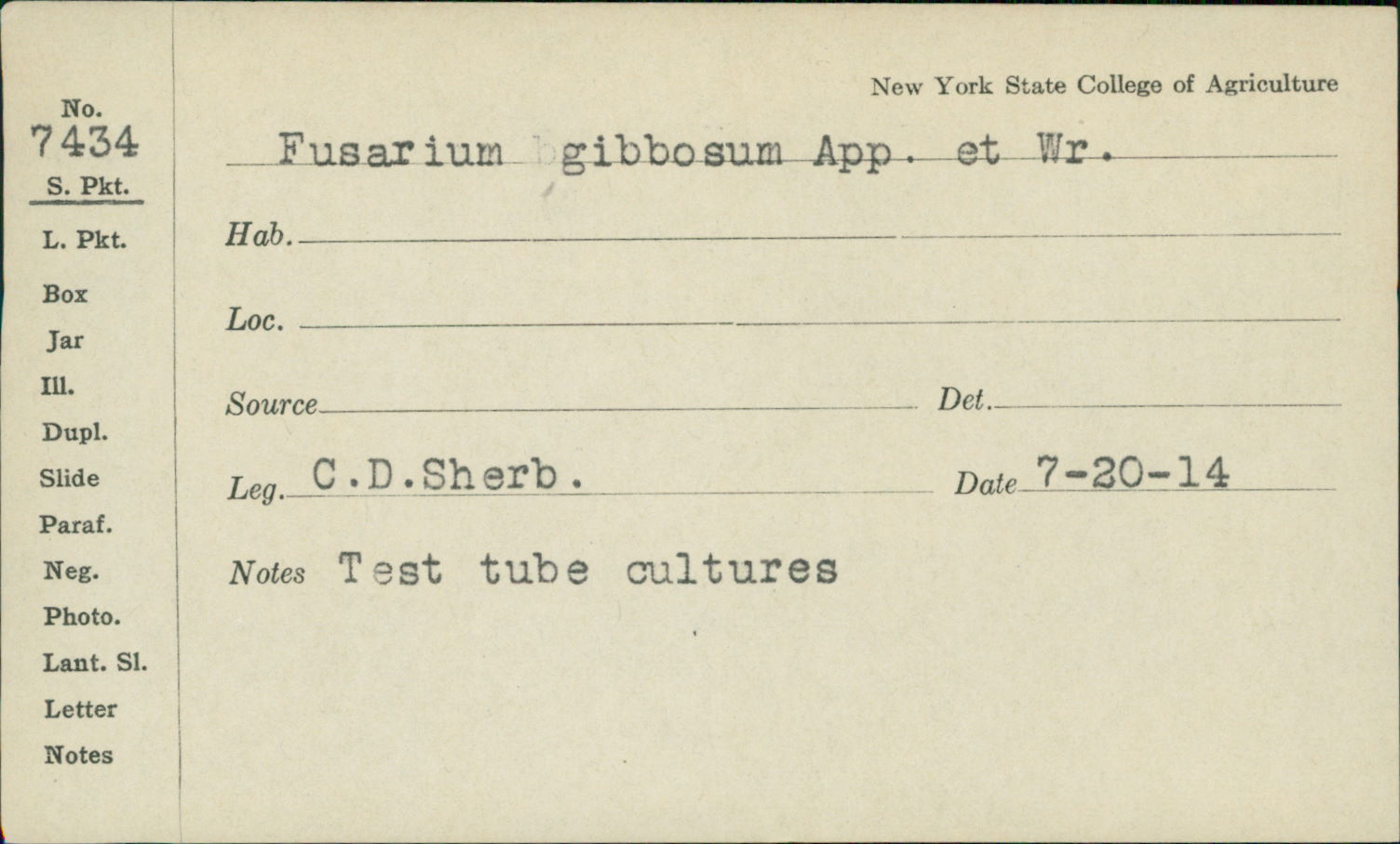 Fusarium gibbosum image