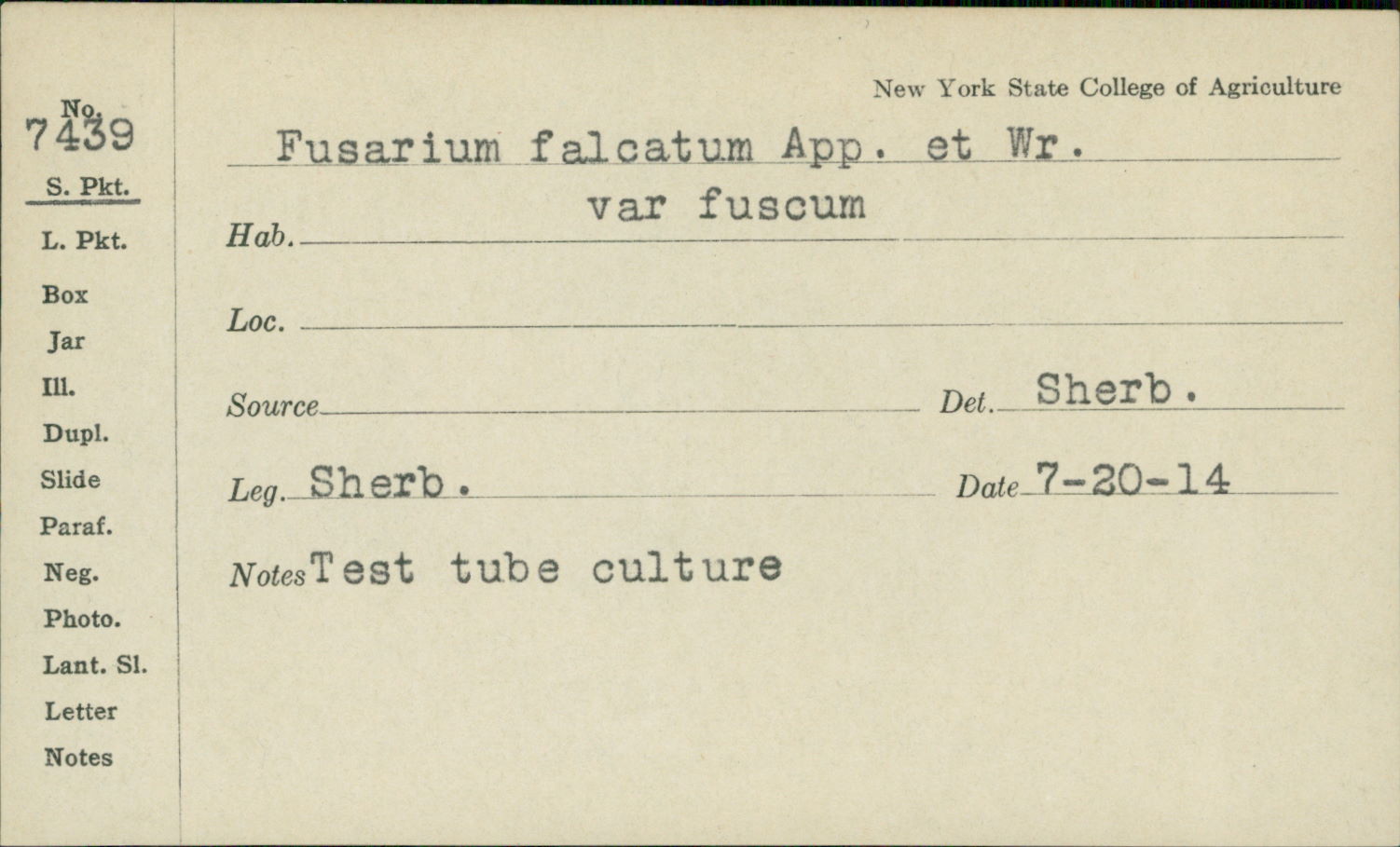 Fusarium falcatum var. fuscum image