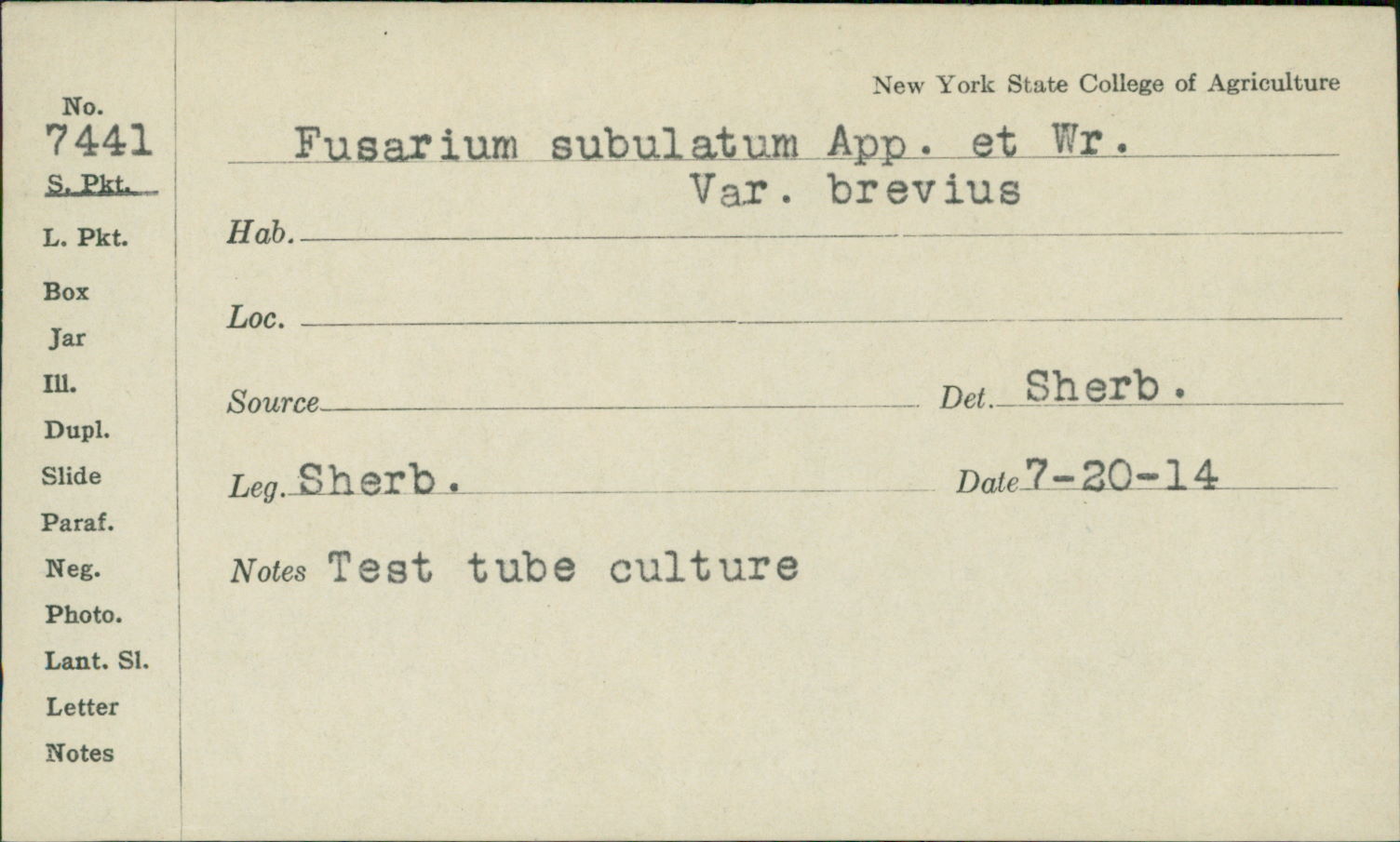 Fusarium subulatum image