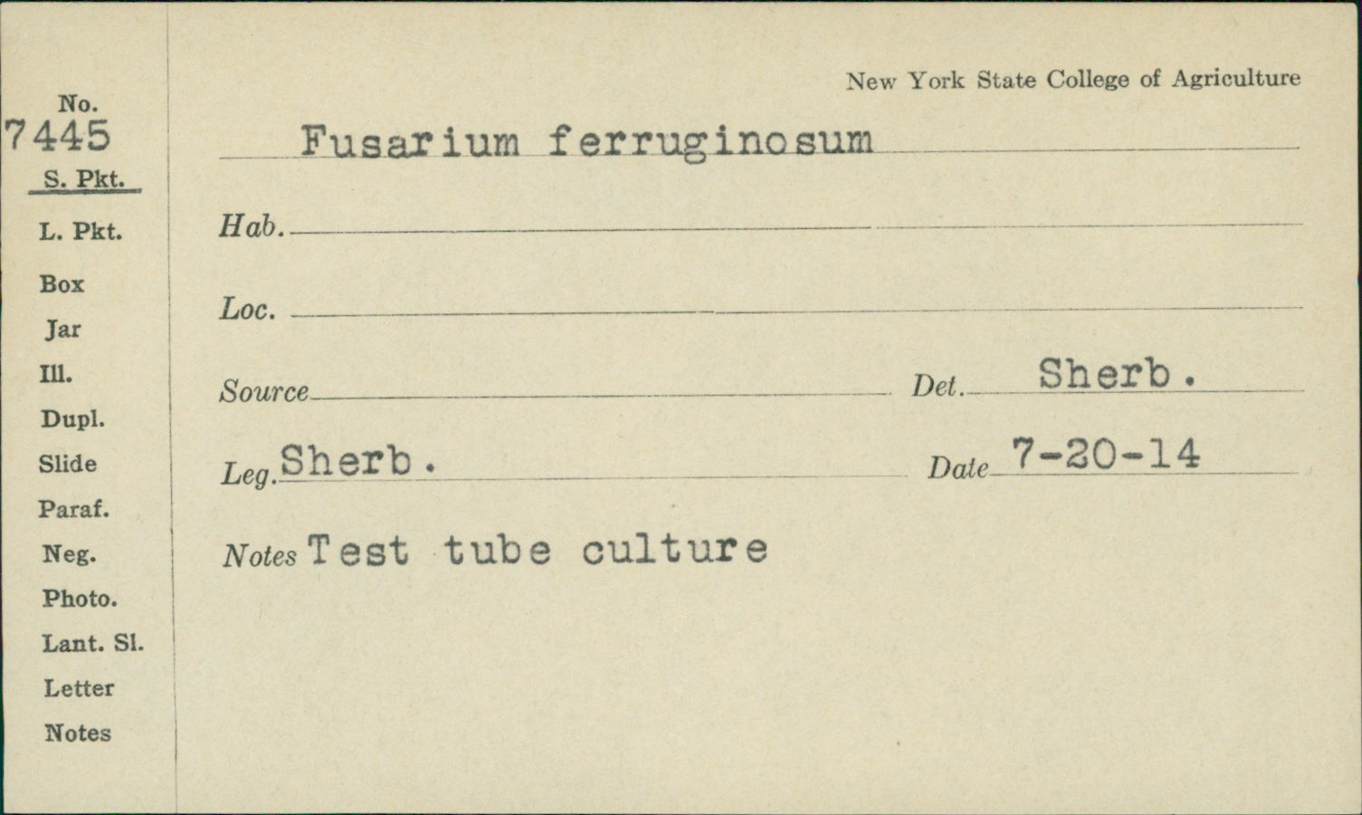 Fusarium ferruginosum image