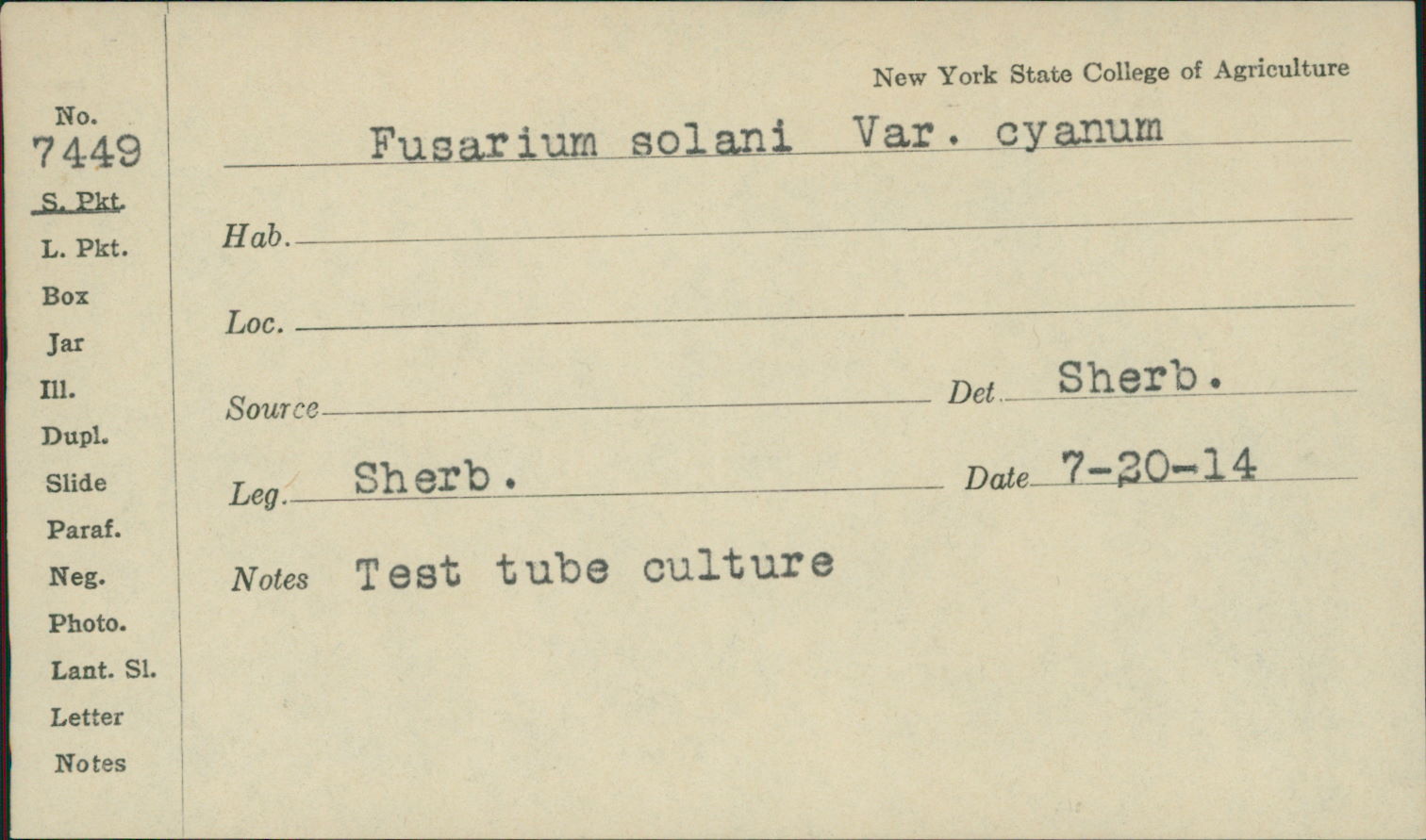 Fusarium solani var. cyanum image